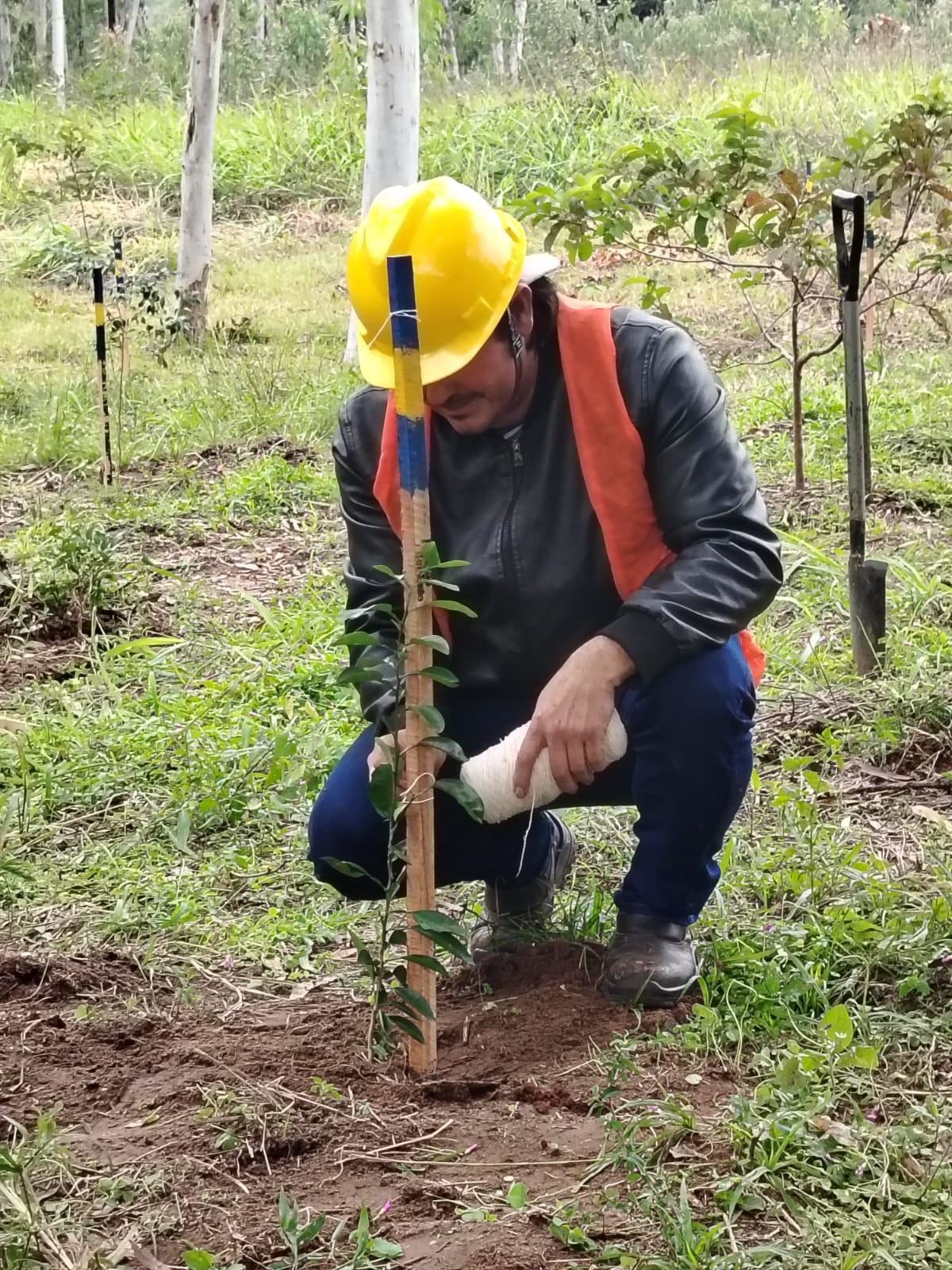 Más de 2000 plantines ya fueron plantados en Luque en el marco de compensación forestal